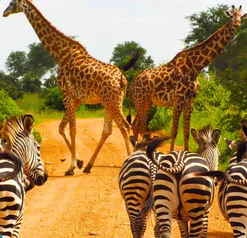 Jednodniowe SAFARI